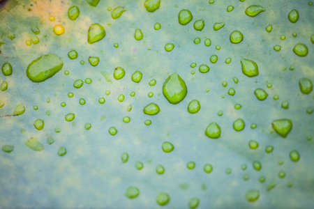 Drops of water on a lotus leaf, Thailandの写真素材