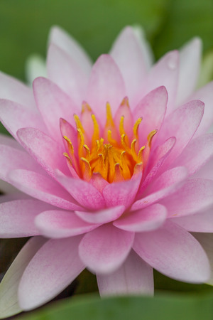 PInk Lotus Flower, Thailandの写真素材