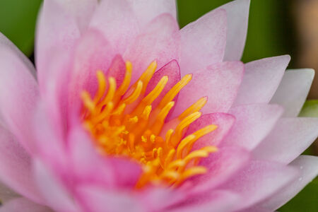 PInk Lotus Flower, Thailandの写真素材