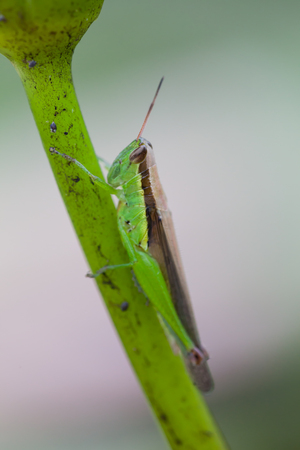 Grasshopper perched on a lotus flower, Thailandの写真素材