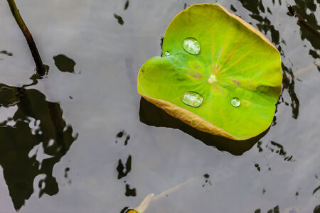 Green Lotus leaf with water drop as backgroundの写真素材