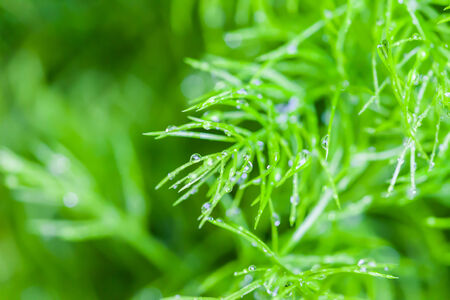 Rain Drops on small Plant for backgroundの写真素材