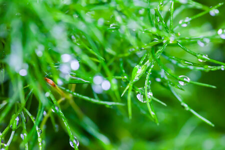 Rain Drops on small Plant for backgroundの写真素材