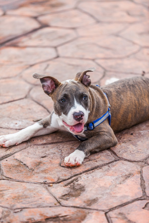 Cute Pit Bull dog laying in the parkの写真素材