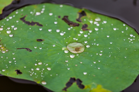 Green Lotus leaf with water drop as backgroundの写真素材