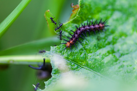 Black worms eating leaves, Natureの写真素材