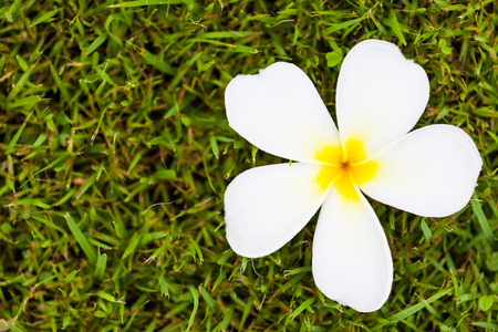Frangipani Flower or Plumeria on grass ,Natureの写真素材