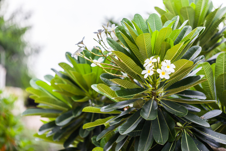 Plumeria (frangipani) flowers on tree ,Natureの写真素材