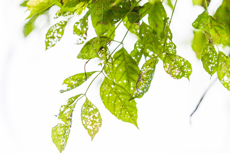 Leaf with holes, eaten by pests, Natureの写真素材