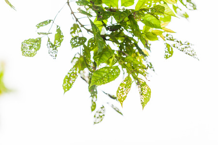 Leaf with holes, eaten by pests, Natureの写真素材