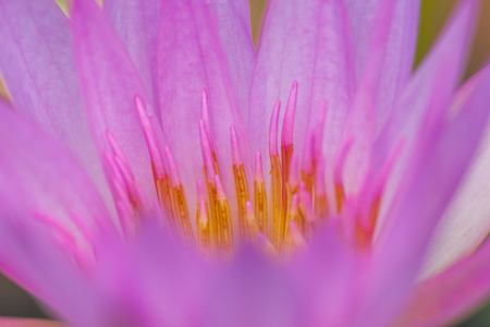 Purple Lotus Flower, Thailandの写真素材