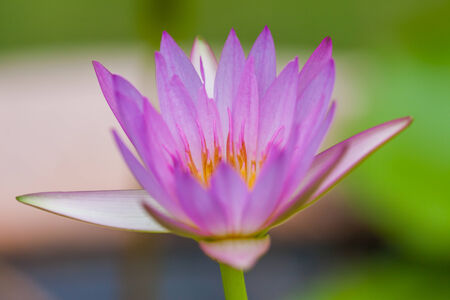 Purple Lotus Flower, Thailandの写真素材