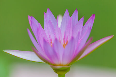 Purple Lotus Flower, Thailandの写真素材