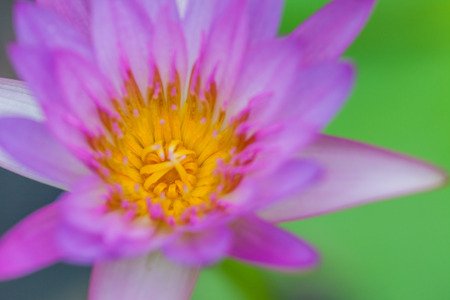 Purple Lotus Flower, Thailandの写真素材
