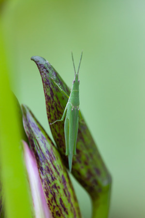Grasshopper perched on a lotus flower, Thailandの写真素材
