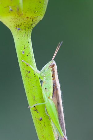 Grasshopper perched on a lotus flower, Thailandの写真素材