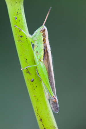 Grasshopper perched on a lotus flower, Thailandの写真素材