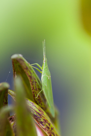 Grasshopper perched on a lotus flower, Thailandの写真素材