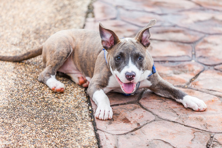 Cute Pit Bull dog laying in the parkの写真素材