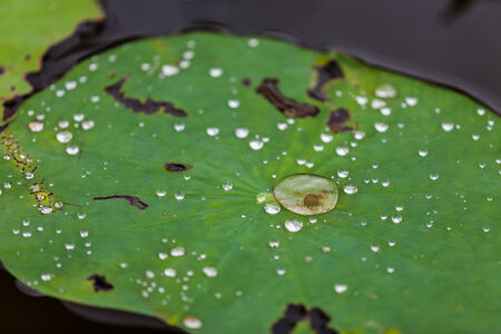 Green Lotus leaf with water drop as backgroundの写真素材