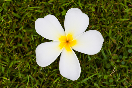Frangipani Flower or Plumeria on grass ,Natureの写真素材