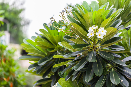 Plumeria (frangipani) flowers on tree ,Natureの写真素材