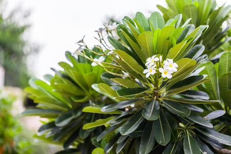 Plumeria (frangipani) flowers on tree ,Natureの写真素材