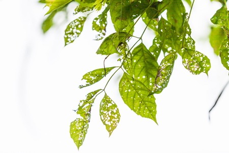 Leaf with holes, eaten by pests, Natureの写真素材