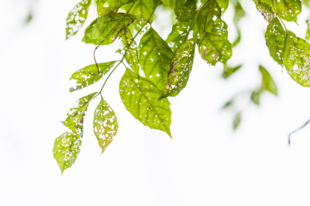Leaf with holes, eaten by pests, Natureの写真素材
