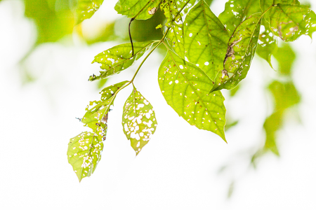 Leaf with holes, eaten by pests, Natureの写真素材