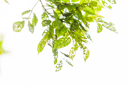 Leaf with holes, eaten by pests, Natureの写真素材