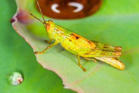 Macro of the grasshopper on leaf, Natureの写真素材
