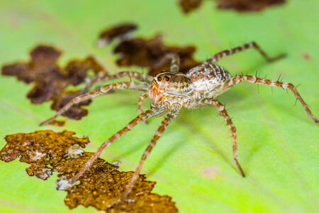 Spider perched on a lotus leaf, Natureの写真素材