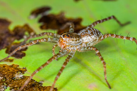 Spider perched on a lotus leaf, Natureの写真素材