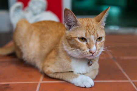 Young ginger cat, Natureの写真素材