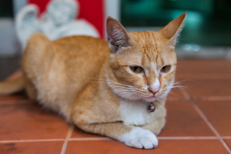 Young ginger cat, Natureの写真素材