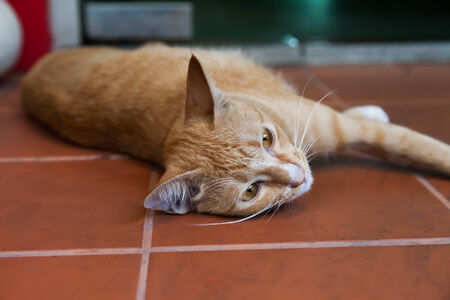 Young ginger cat, Natureの写真素材