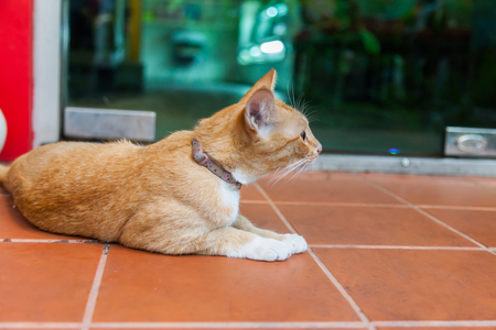 Young ginger cat, Natureの写真素材