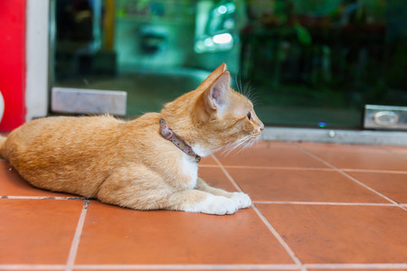 Young ginger cat, Natureの写真素材
