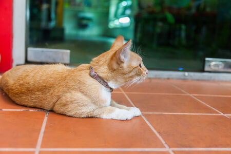 Young ginger cat, Natureの写真素材