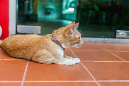 Young ginger cat, Natureの写真素材