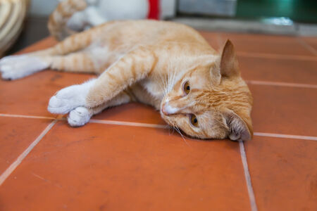Young ginger cat, Natureの写真素材