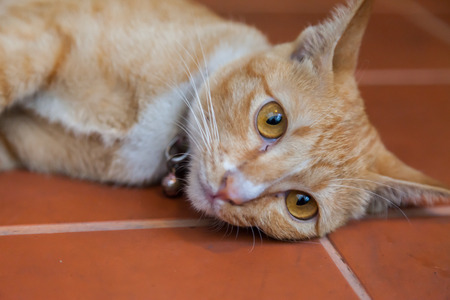 Young ginger cat, Natureの写真素材