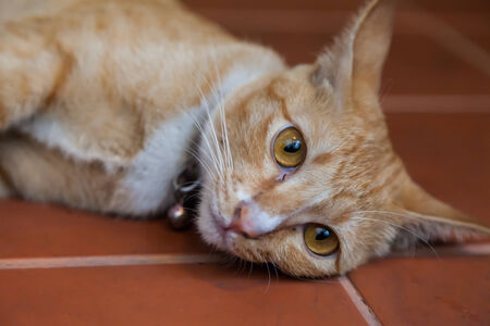 Young ginger cat, Natureの写真素材