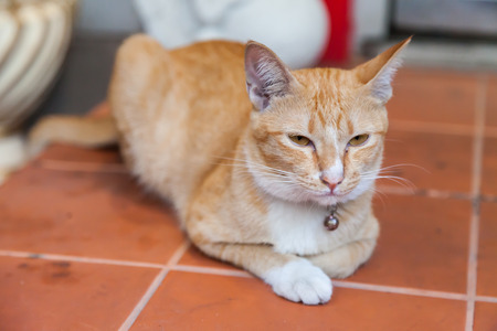 Young ginger cat, Natureの写真素材