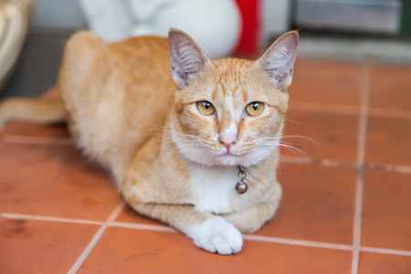 Young ginger cat, Natureの写真素材