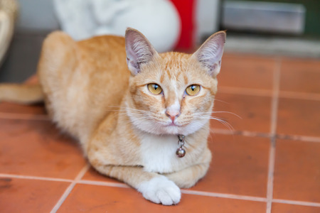 Young ginger cat, Natureの写真素材
