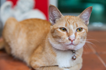 Young ginger cat, Natureの写真素材