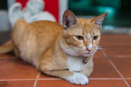 Young ginger cat, Natureの写真素材