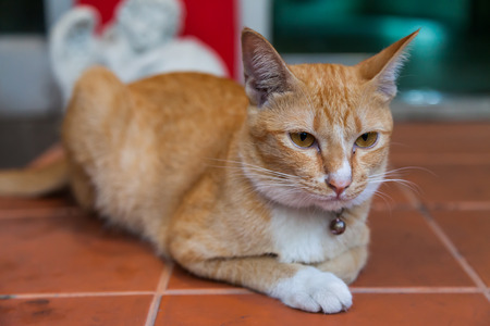 Young ginger cat, Natureの写真素材